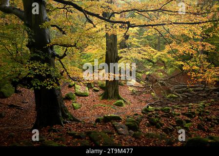 Atemberaubendes Bild der Herbstlandschaft mit Wäldern und goldenen Blättern und dem Fluss, der durch das tiefe Tal fließt Stockfoto