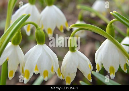 Im Frühling blüht das Leucojum vernum in freier Wildbahn Stockfoto