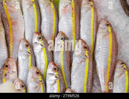 Fischbarabula rohe Sultanka mit gelbem Streifen kleingezahnt, lose Masse auf Eis, selektiver Fokus. Stockfoto