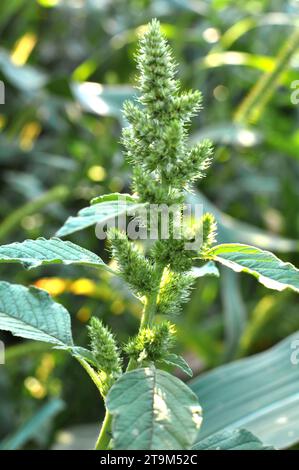 In der Natur wächst auf dem Feld, wie ein Unkraut, gewöhnliches amaranthus Stockfoto