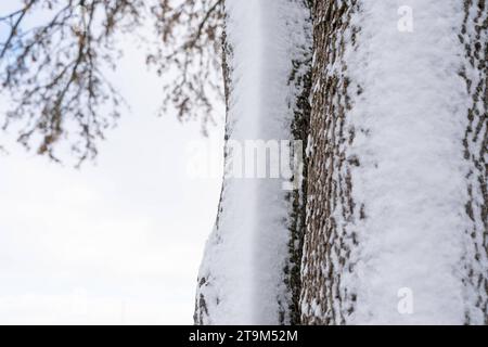 Bayern, Deutschland - 26. November 2023: Rinde bedeckt mit Schnee von einem Baum *** mit Schnee bedeckte Rinde von einem Baum Stockfoto