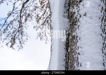 Bayern, Deutschland - 26. November 2023: Rinde bedeckt mit Schnee von einem Baum *** mit Schnee bedeckte Rinde von einem Baum Stockfoto