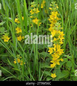 Gelbe lysimachia-Blumen blühen im Sommer in der Natur Stockfoto