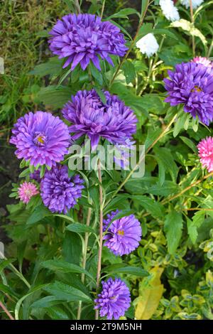 Im Spätsommer und Herbst wachsen Gartenaster in Blumenbeeten Stockfoto