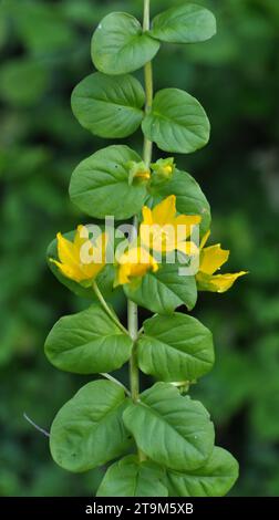 Gelbe lysimachia-Blumen blühen im Sommer in der Natur Stockfoto