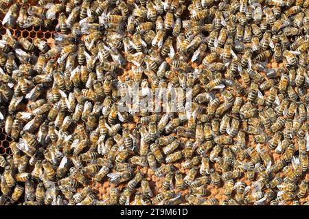 Drohnen und Arbeiterbienen auf einem Teil des Kammes Stockfoto