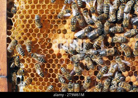 Drohnen und Arbeiterbienen auf einem Teil des Kammes Stockfoto