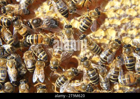 Drohnen und Arbeiterbienen auf einem Teil des Kammes Stockfoto