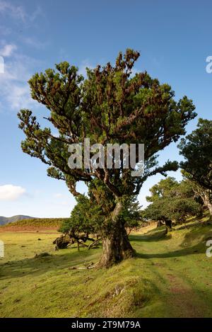 Stinkholz Lorbeerbaum (Ocotea foetens), mit verdrehten Zweigen bedeckt mit Moos und Farn, im alten Wald von Fanal, Madeira, Laurissilva Stockfoto