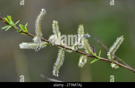 Im Frühling wächst die Purpurweide (Salix purpurea) in freier Wildbahn Stockfoto