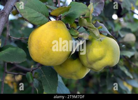 Quitten (Cydonia oblonga) reift am Strauchzweig Stockfoto