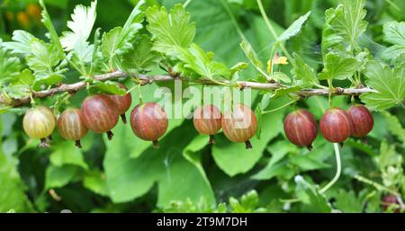 Stachelbeere mit reifen Beeren Stockfoto