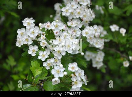 Im Frühling blüht ein Weißdorn (Crataegus)-Busch in der Natur Stockfoto