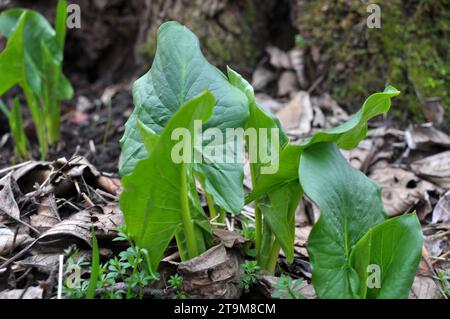 Arum (Arum besserianum) wächst im Wald im Frühjahr. Stockfoto