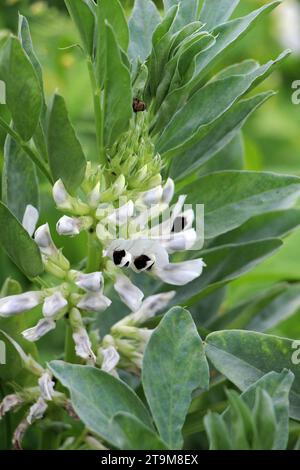 Auf dem Feld der blühenden Pferdebohne (Vicia faba) Stockfoto