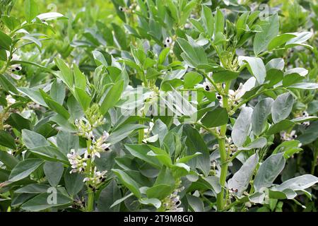 Auf dem Feld der blühenden Pferdebohne (Vicia faba) Stockfoto