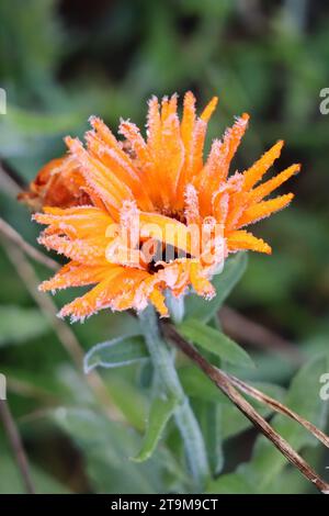 Marigold mit Morgentau und Hoarfrost Stockfoto