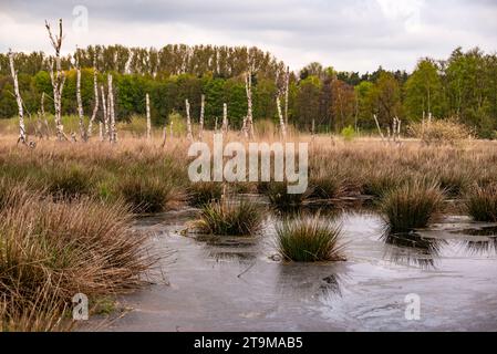 Wiedervernäßtes Gebiet mit toten Birkenstämmen im Hochmoor „großes Torfmoor“, Hille, Nordrhein-Westfalen, Deutschland Stockfoto