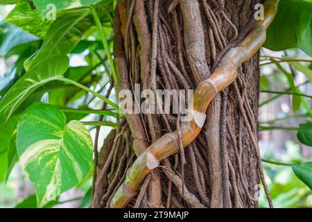 Tropische Liana philodendron variegata wächst entlang des Stammes einer Palme Stockfoto