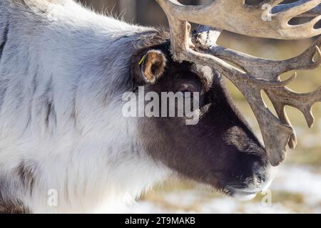 Rentiere oder Karibus (Rangifer tarandus) im Winter Stockfoto