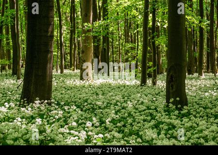 Idyllischer Wald im Frühling mit blühendem WildKnoblauch (Allium ursinum) auf dem Boden, Ith-Hils-Weg, Ith, Weserbergland, Deutschland Stockfoto