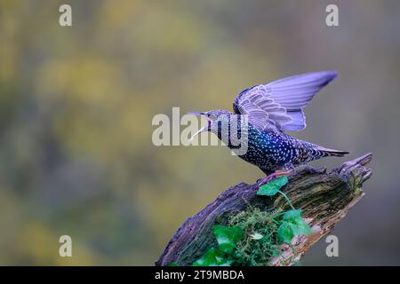 Starling, Sturnus vulgarus, auf einem moosbedeckten Zweig mit Efeblättern, aggressives Verhalten Stockfoto