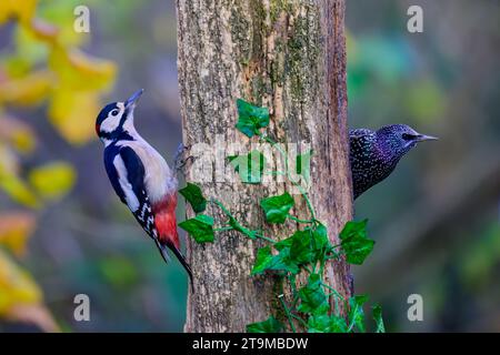 Großer Spotspecht und Starling auf den gegenüberliegenden Seiten eines Baumstamms. Stockfoto
