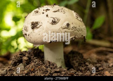 Makroaufnahme eines weißen Pilzes in einem Wald Stockfoto