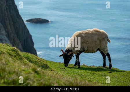 Einzelne Schafe weiden auf einer grünen Wiese an den Küstenklippen in der Nähe von Glencolumbkille, County Donegal, Irland Stockfoto