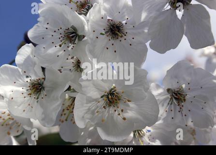 Weiße duftende Blüte am Sauerkirschbaum „Morello“ Prunus cerasus Morello im Frühjahr Stockfoto
