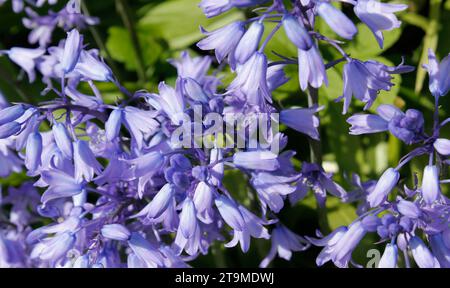 Eine Gruppe blühender spanischer Blauglocken (Hyacinthoides hispanica) Stockfoto