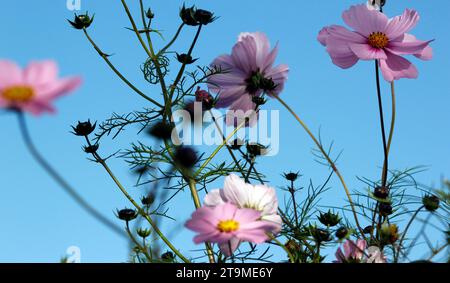 Rosa Cosmos blühende Pflanzen vor einem rein blauen Oktoberhimmel Stockfoto