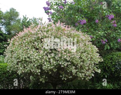 Salix integra „Hakuro-Nishiki“ Flamingo-Zwergweide gegen einen Fliederstrauch Stockfoto