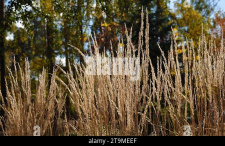 Pflanze - Schilfgras ist eine Dekoration für den Hausgarten Stockfoto