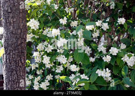 Duftender Philadelphus-Sträucher mit „Mock Orange“-Blüte, der neben einem hohen Torbay-Palmenstamm wächst Stockfoto