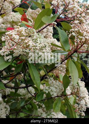 Nahaufnahme der Blüte auf Red Robin' Photina x fraseri 'standard Baum Stockfoto