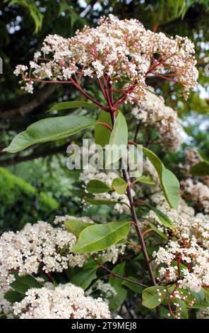 Nahaufnahme der Blüte auf Red Robin' Photina x fraseri 'standard Baum Stockfoto