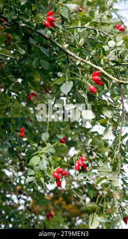 Auffällig leuchtend rote wilde Hundrosen Hüften (Rosa Canina) Stockfoto