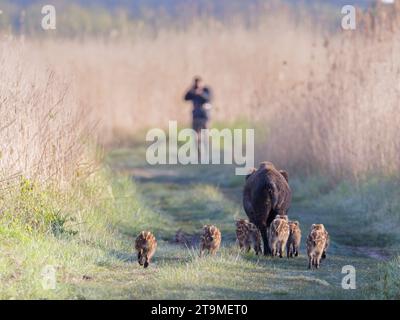 Wildschweinsau (Sus scrofa) mit jungen Ferkeln vor dem Fotografen Stockfoto