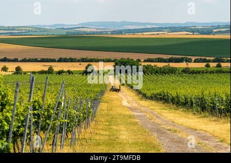 Weinberge rund um Znojmo, Südmähren. Berühmte Weinregion der Tschechischen Republik Stockfoto
