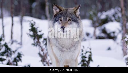 Ein majestätischer grauer Wolf, der in einer winterlichen Landschaft stolpert, umgeben von schneebedeckten Bäumen Stockfoto