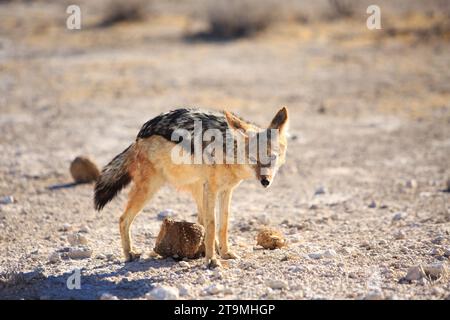 Schwarzer Schakal (Canis mesomelas), der in die Kamera blickt, während er sich auf der trockenen Savanne im Etosha-Nationalpark, Namibia, aufhält Stockfoto