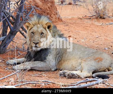 Männlicher Löwe, der unter einem Baum in der Nähe der Straße liegt, in der Nähe des Okawao Wasserlochs im westlichen Teil des Ethosha-Nationalparks, Namibia Stockfoto