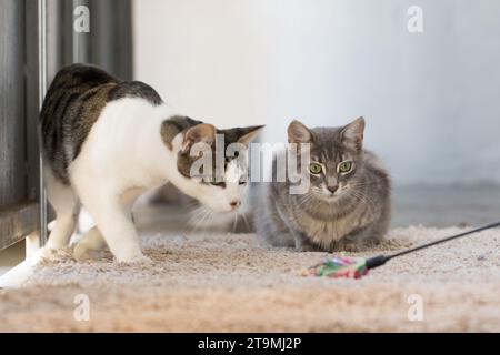 Hauskatzentiere, die zu Hause mit Federspielzeug spielen Stockfoto