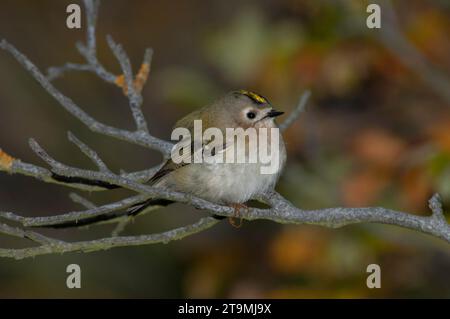 Goldcrest (Regulus regulus) thronte während der Herbstwanderung in einem Busch auf Helgoland. Stockfoto