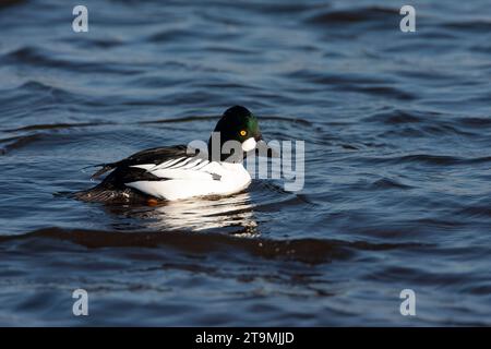 Winterbarsch-Goldeneye, Bucephala Clangula, Schwimmen in Starrevaart, Niederlande. Stockfoto
