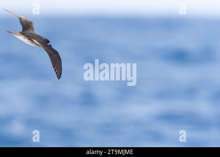 Desertas Petrel (Pterodroma deserta) fliegt auf See vor Madeira im Nordatlantik. Ein kleiner Seevögel in der Gattung Gadfly Petrel. Stockfoto