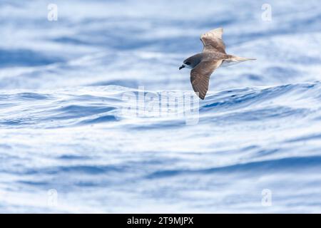 Desertas Petrel (Pterodroma deserta) fliegt auf See vor Madeira im Nordatlantik. Ein kleiner Seevögel in der Gattung Gadfly Petrel. Stockfoto