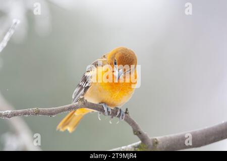 Vagrant Erstwintermännchen Baltimore Oriole (Ikterus galbula) in den Niederlanden. Überwinterung in Alkmaar. Zweiter niederländischer Rekord. Stockfoto