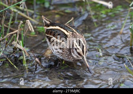 Überwinterend Jack Snipe, Lymnocryptes minimus, in einem kleinen Graben mit Wasser während der Kälte in den Niederlanden. Stockfoto